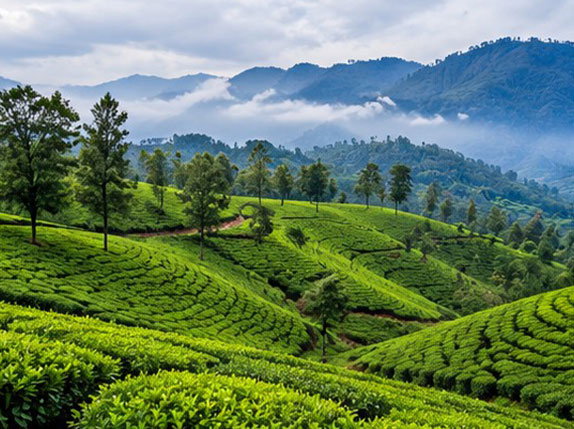 Ooty tea plantations and green mountains