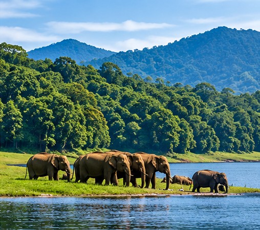 Thekkady forest and nature in Kerala